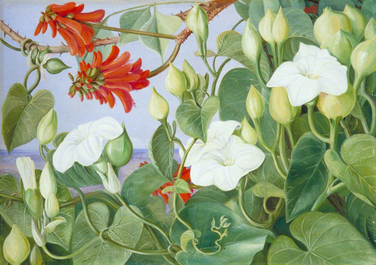 White Convolvulus and Kaffirboom, Painted at Durban, Natal