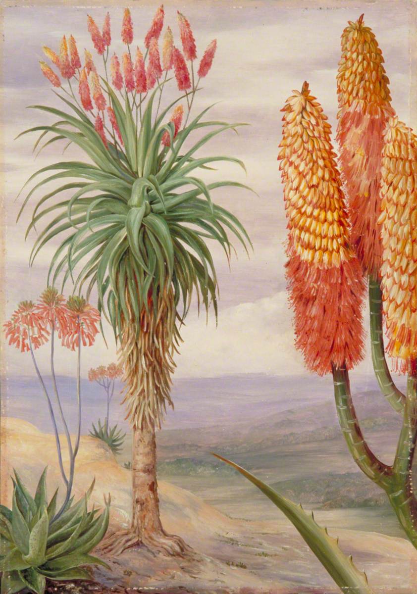 Aloes at Natal