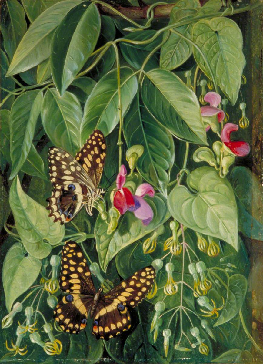 Two Climbing Plants of St John's and Butterflies