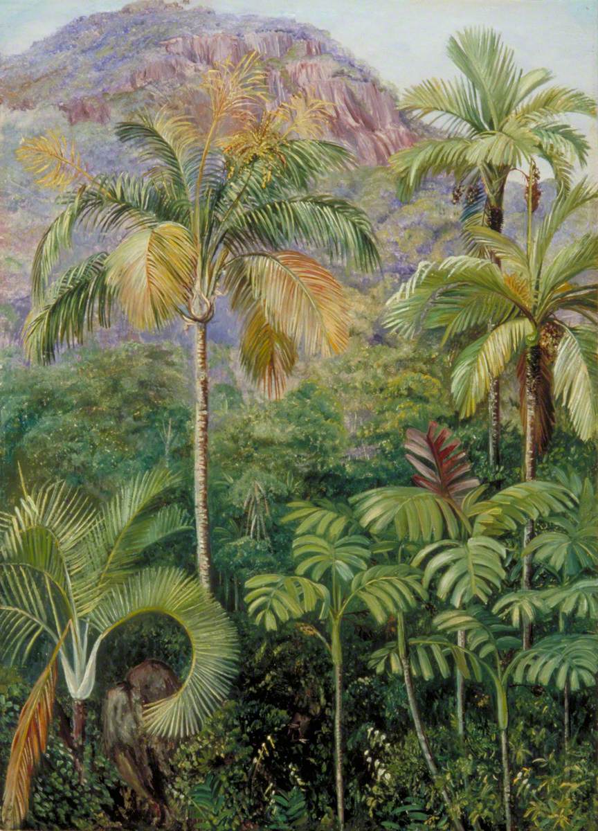 Palms in Mahé, Seychelles