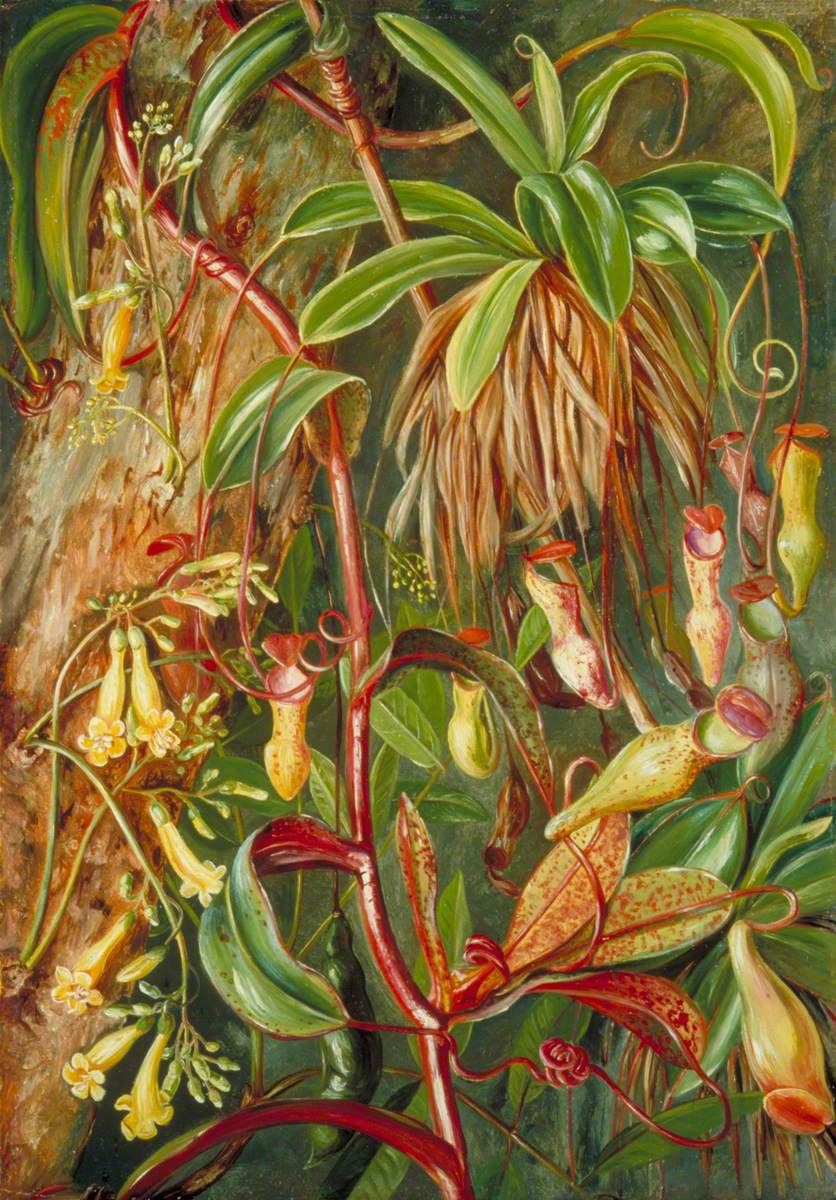 Seychelles Pitcher Plant and Bilimb Marron