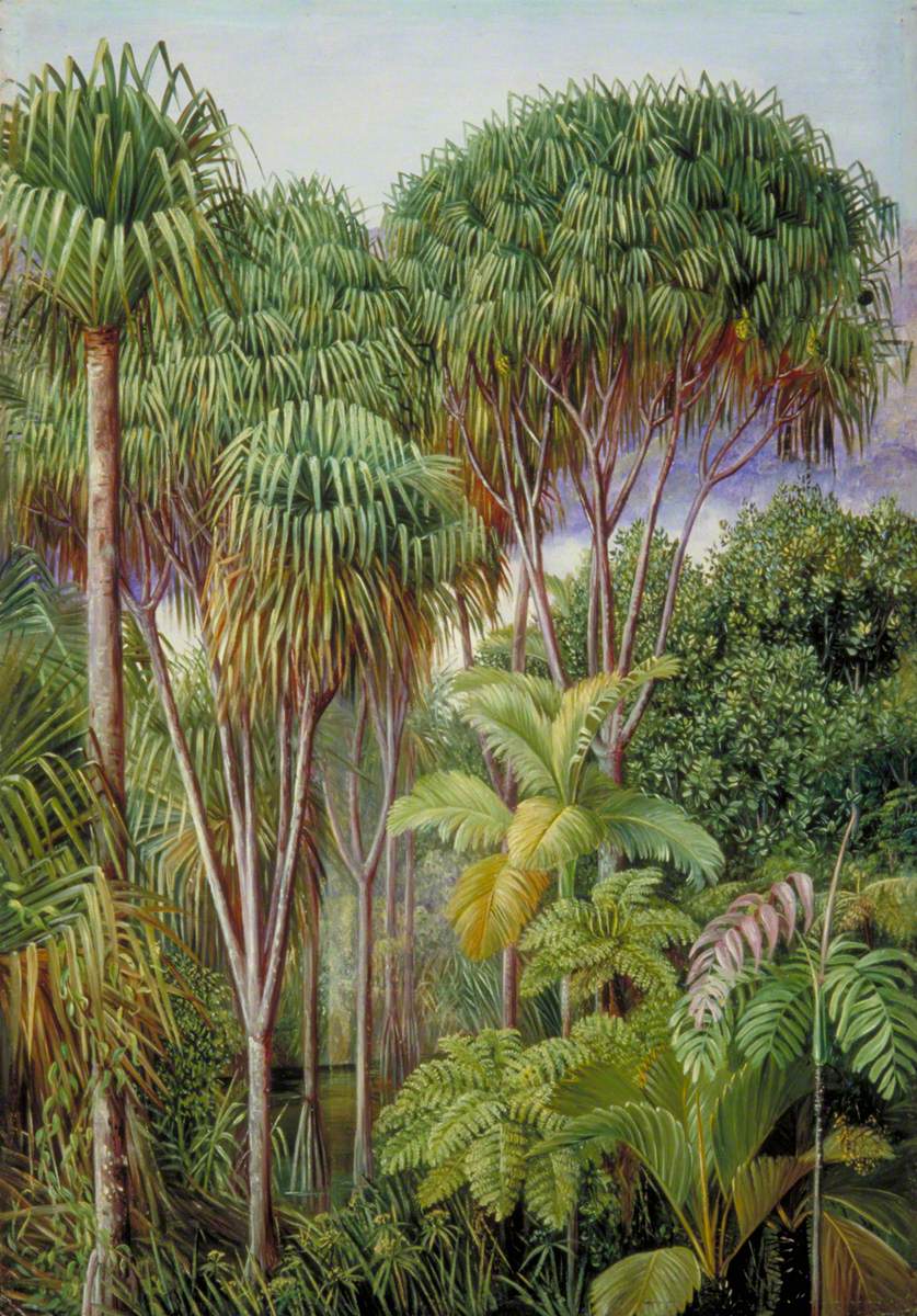 Screw-Pines, Palms, Tree-Ferns and Cinnamon Trees on the Hills of Mahé