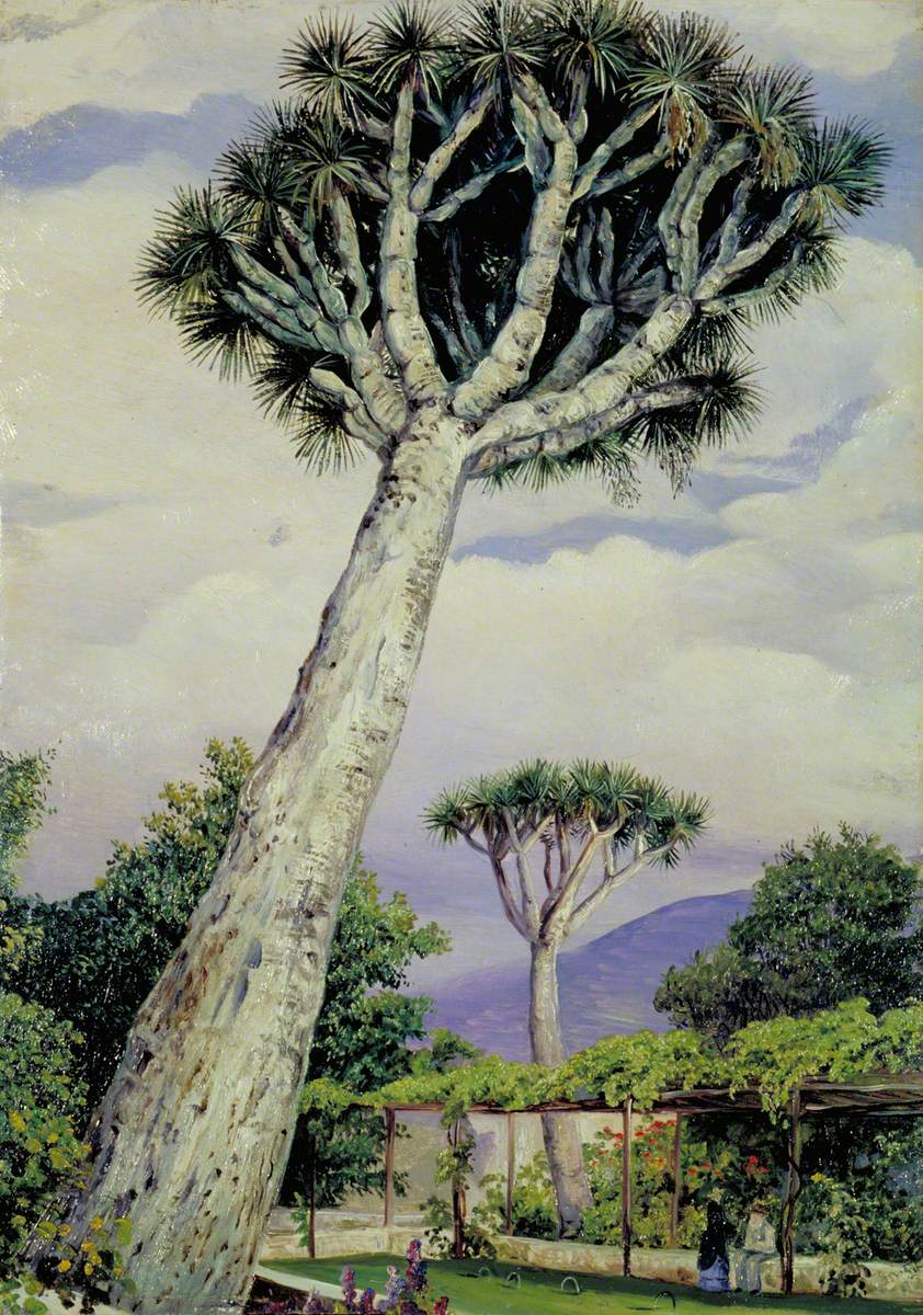 Dragon Tree in the Garden of Mr Smith, Teneriffe