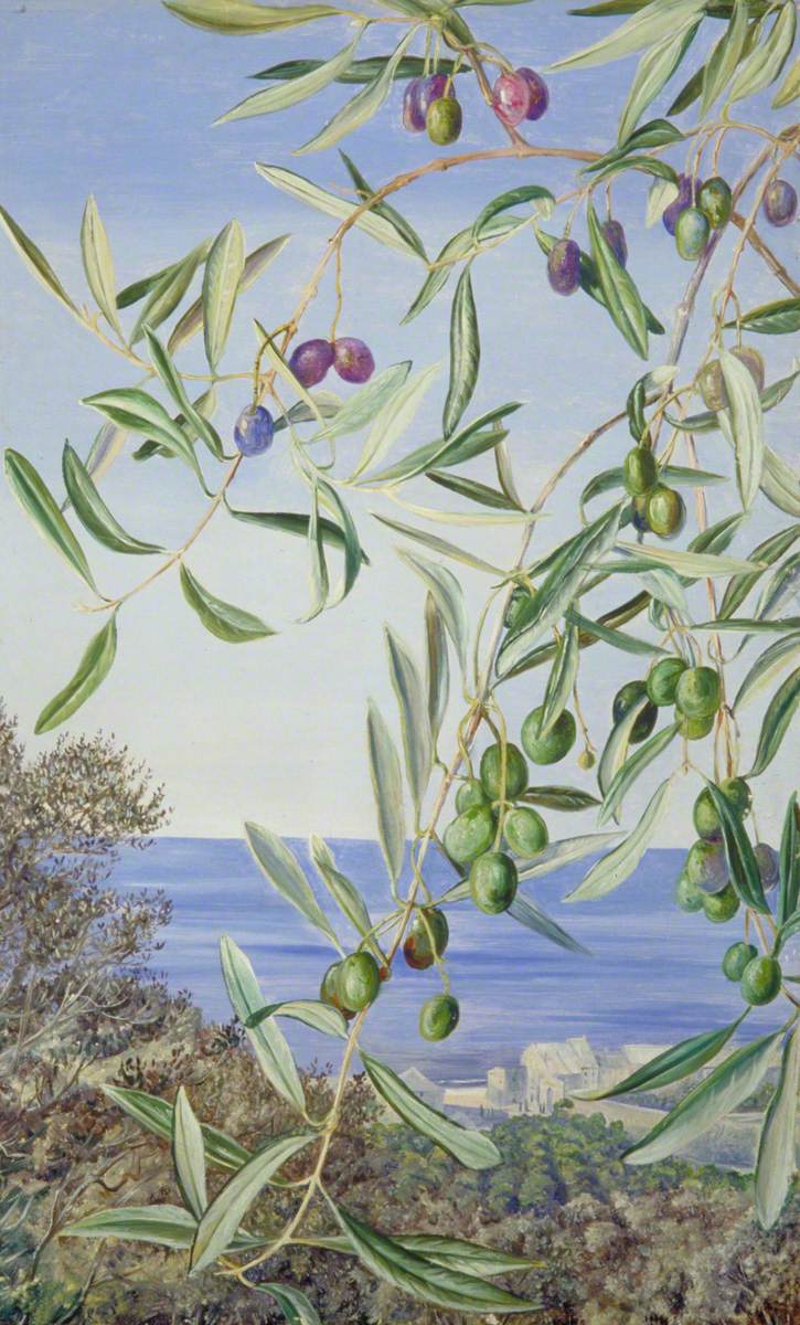 Study of Olives, Painted in Italy