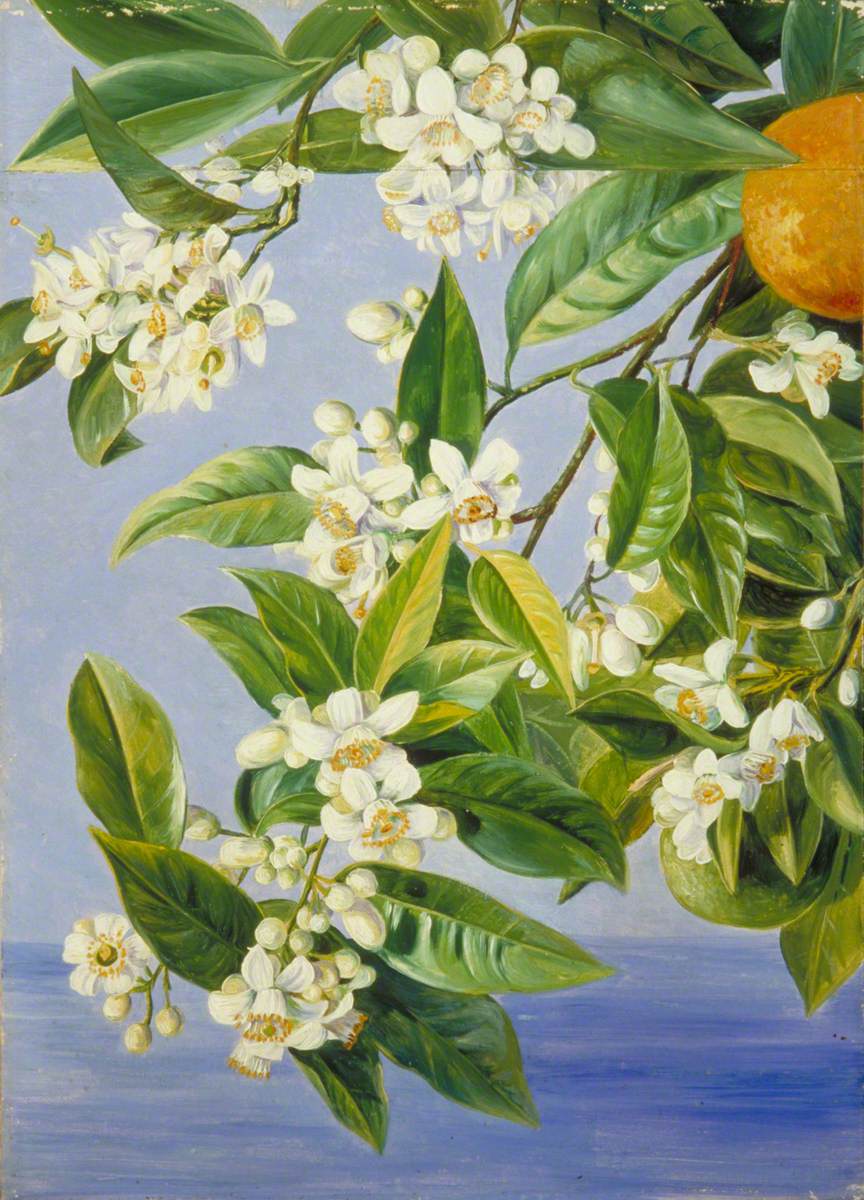 Orange Flowers and Fruits, Painted in Teneriffe