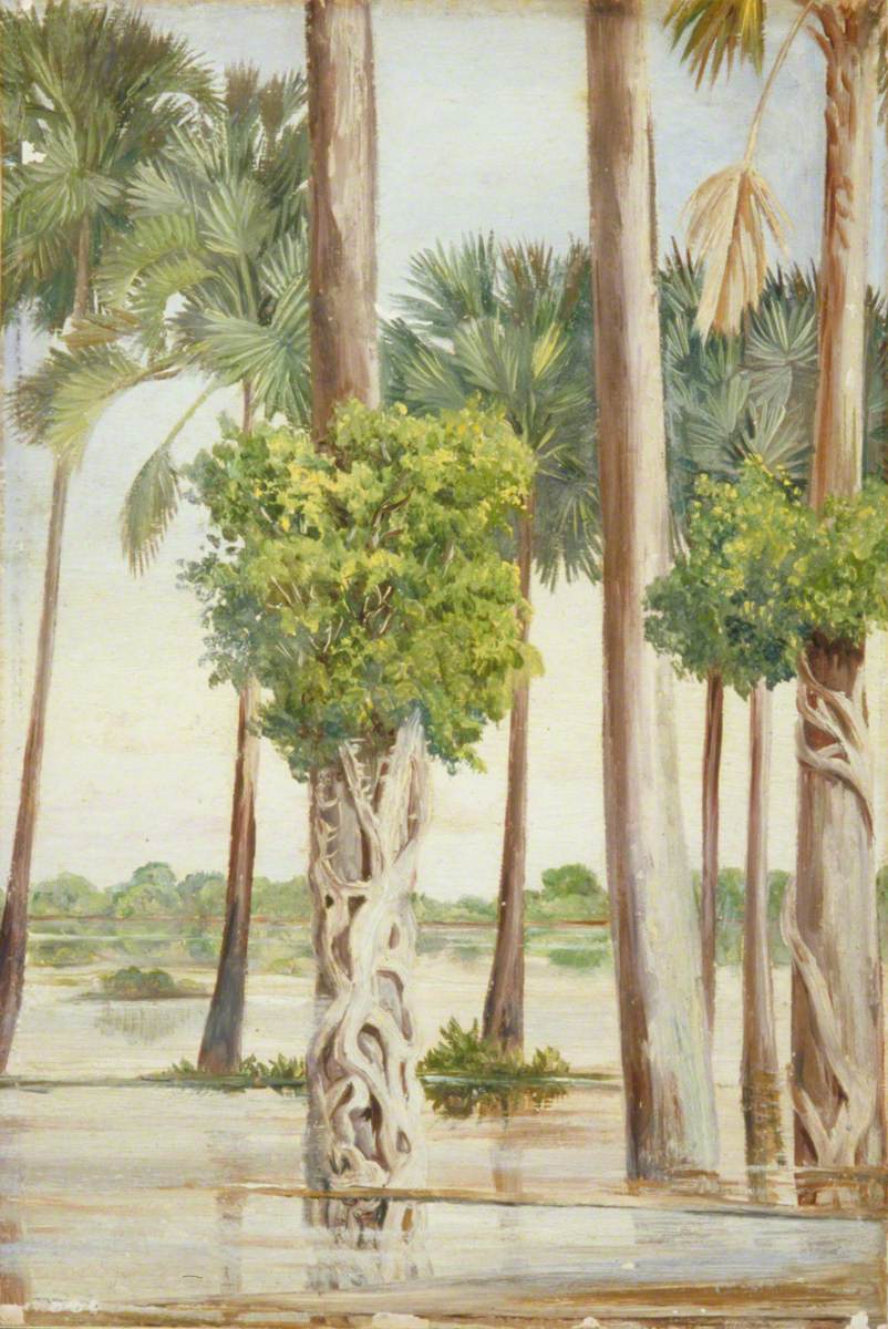 Palmyra Palms and Epiphytal Trees in Flood-Time, Java
