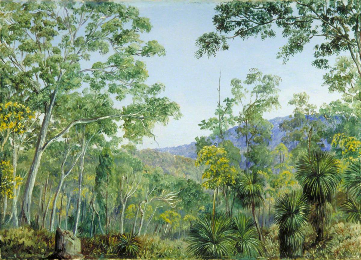 Gum-Trees, Grass-Trees and Wattles in a Queensland Forest