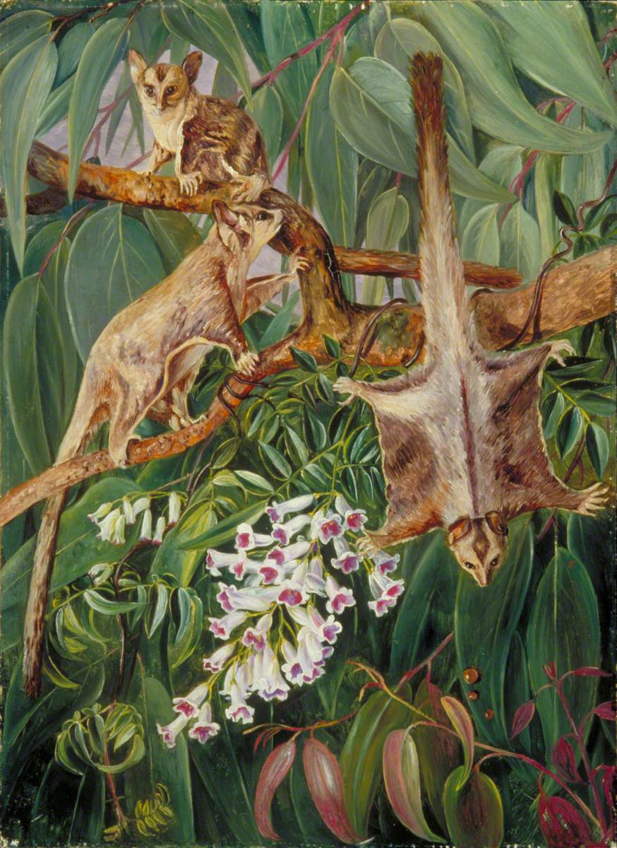 Foliage of a Gum Tree and Flowers of Tecoma with Flying Opossums