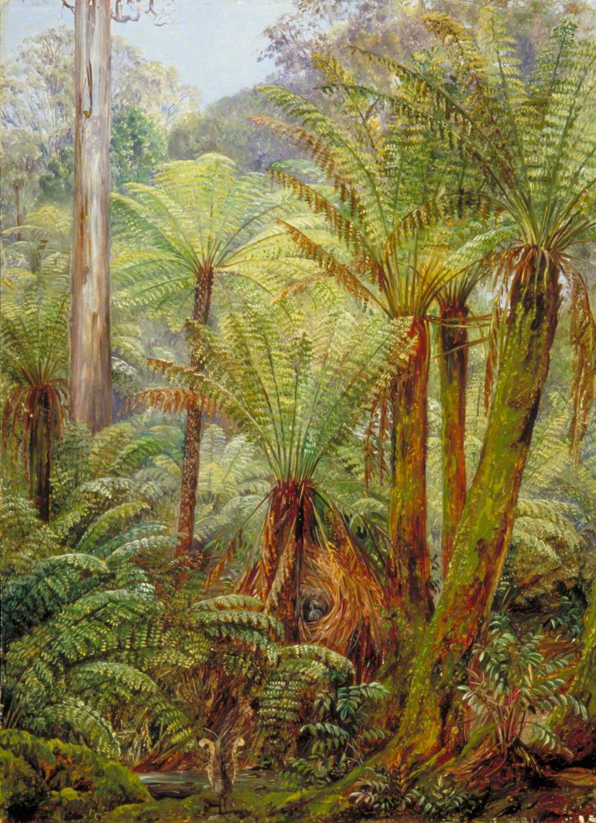 Tree Ferns in Victoria with a Nest of the Lyre Bird