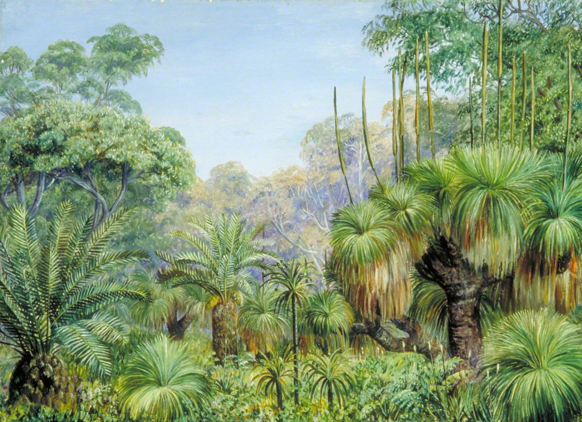 Forest Scene in West Australia