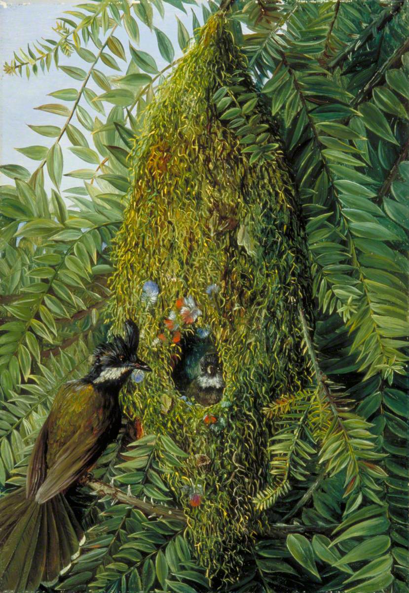 Nest of the Coachman's Whip Bird in a Bunya-Bunya, Queensland