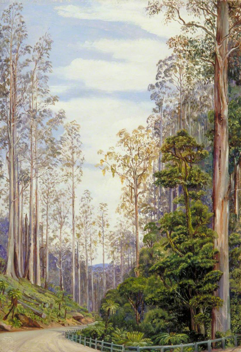 Trees near Fernshaw, Victoria