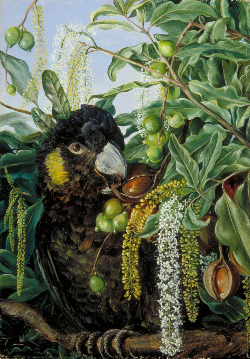 Foliage, Flowers and Fruit of a Queensland Tree, and Black Cockatoo