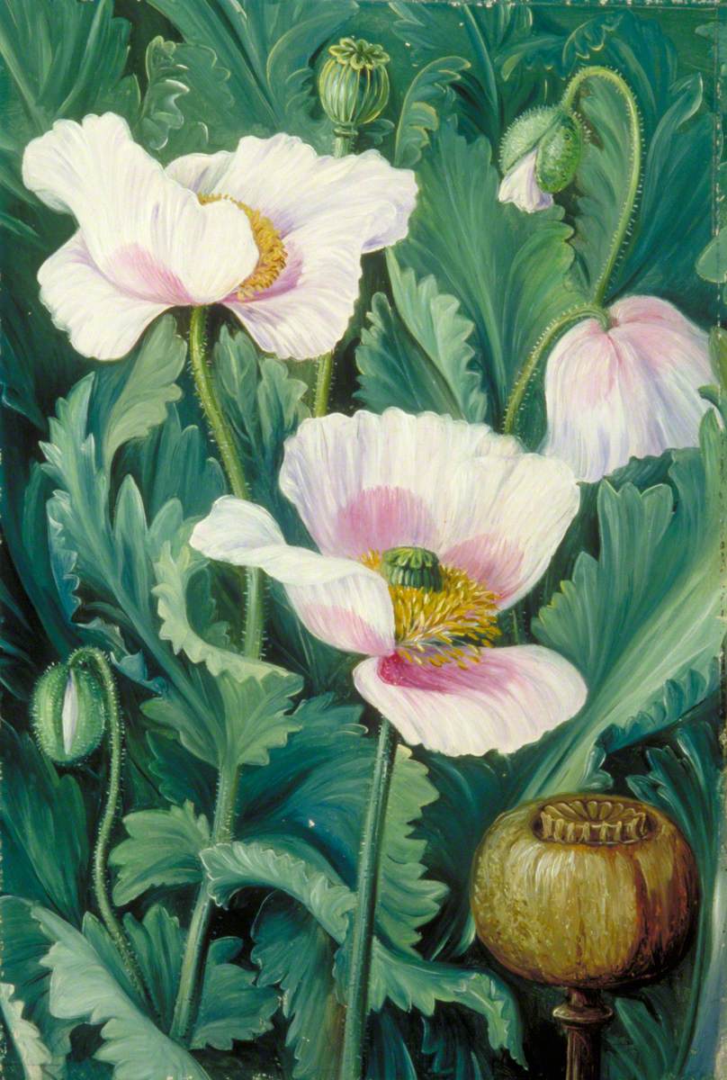 Foliage, Flowers and Seed-Vessel of the Opium Poppy