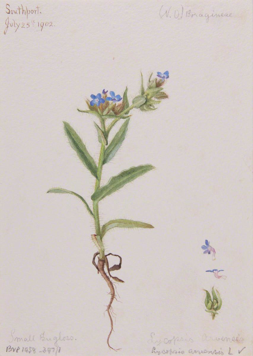 Small Bugloss/lycopsis