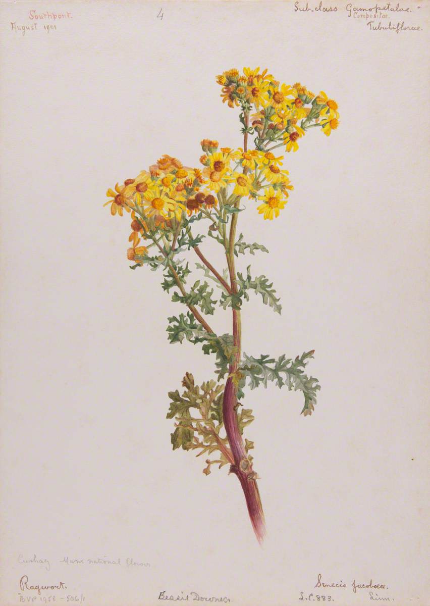 Ragwort