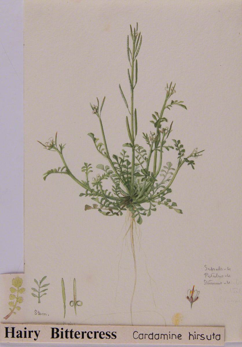 Hairy Bitter Cress