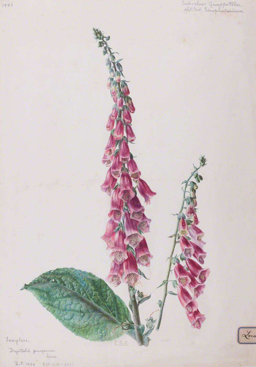 Foxglove