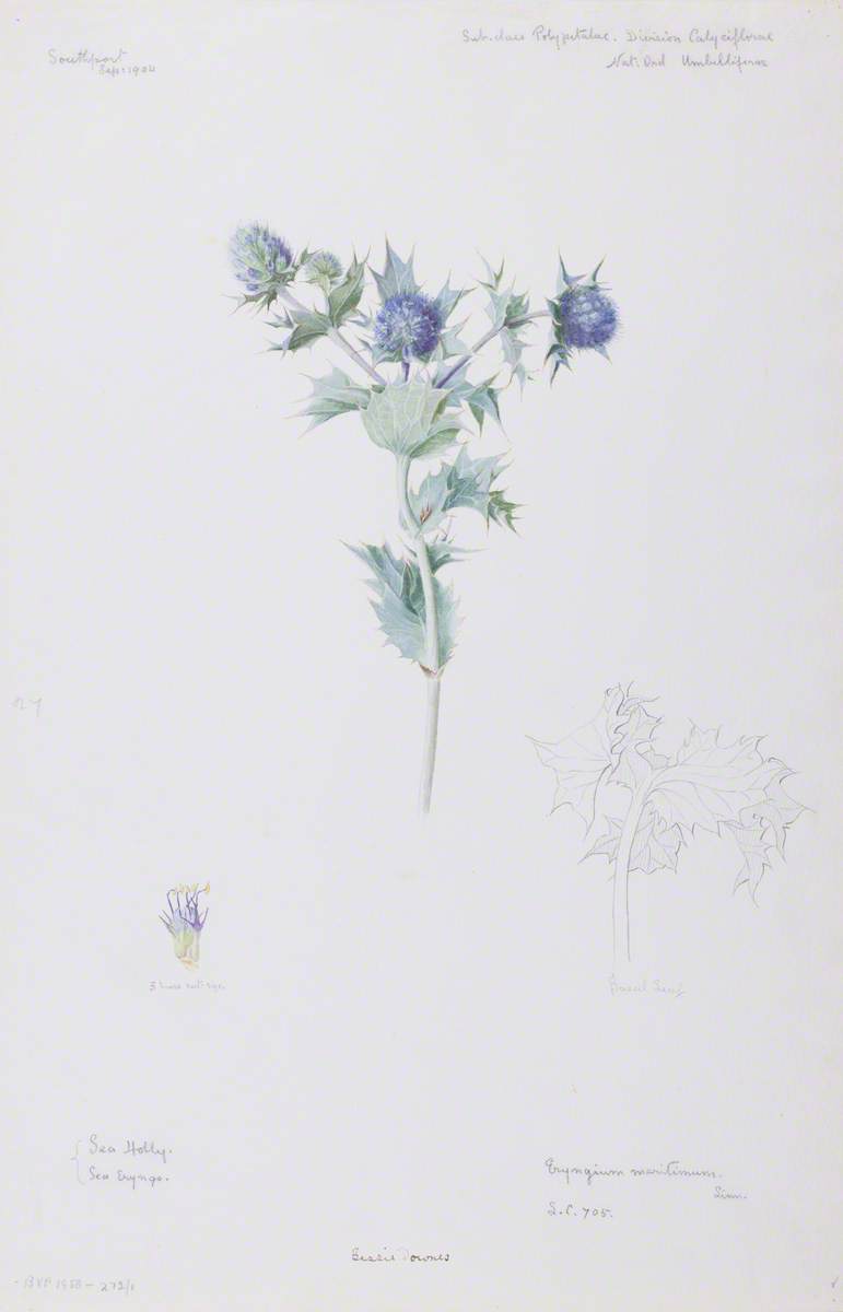 Sea Holly