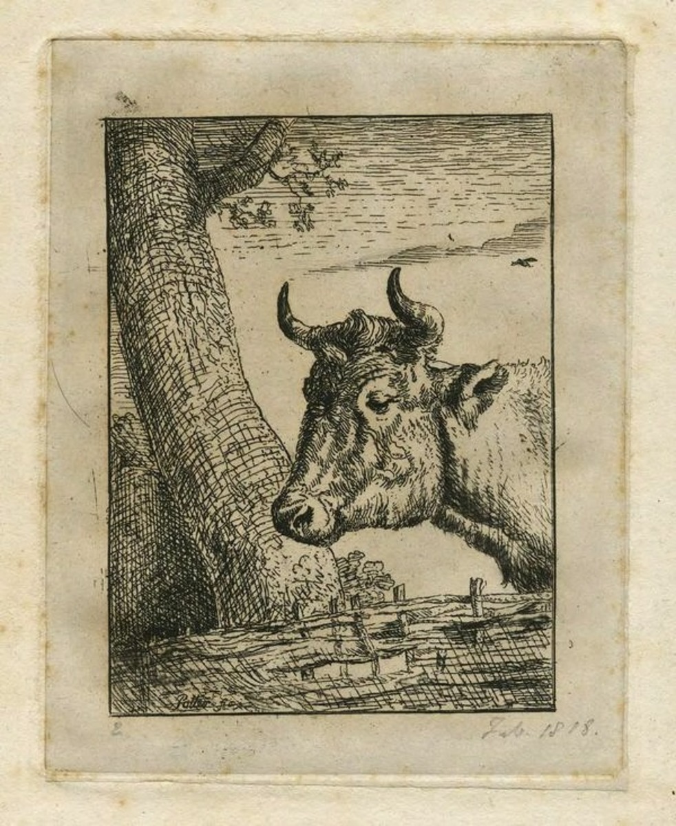 Head of a Cow, after Potter