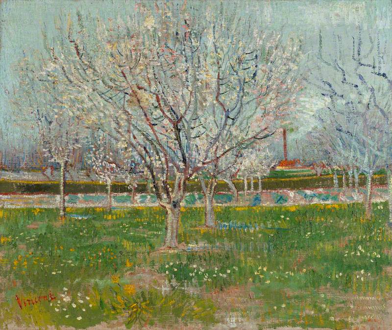 Orchard in Blossom (Apricot Trees)