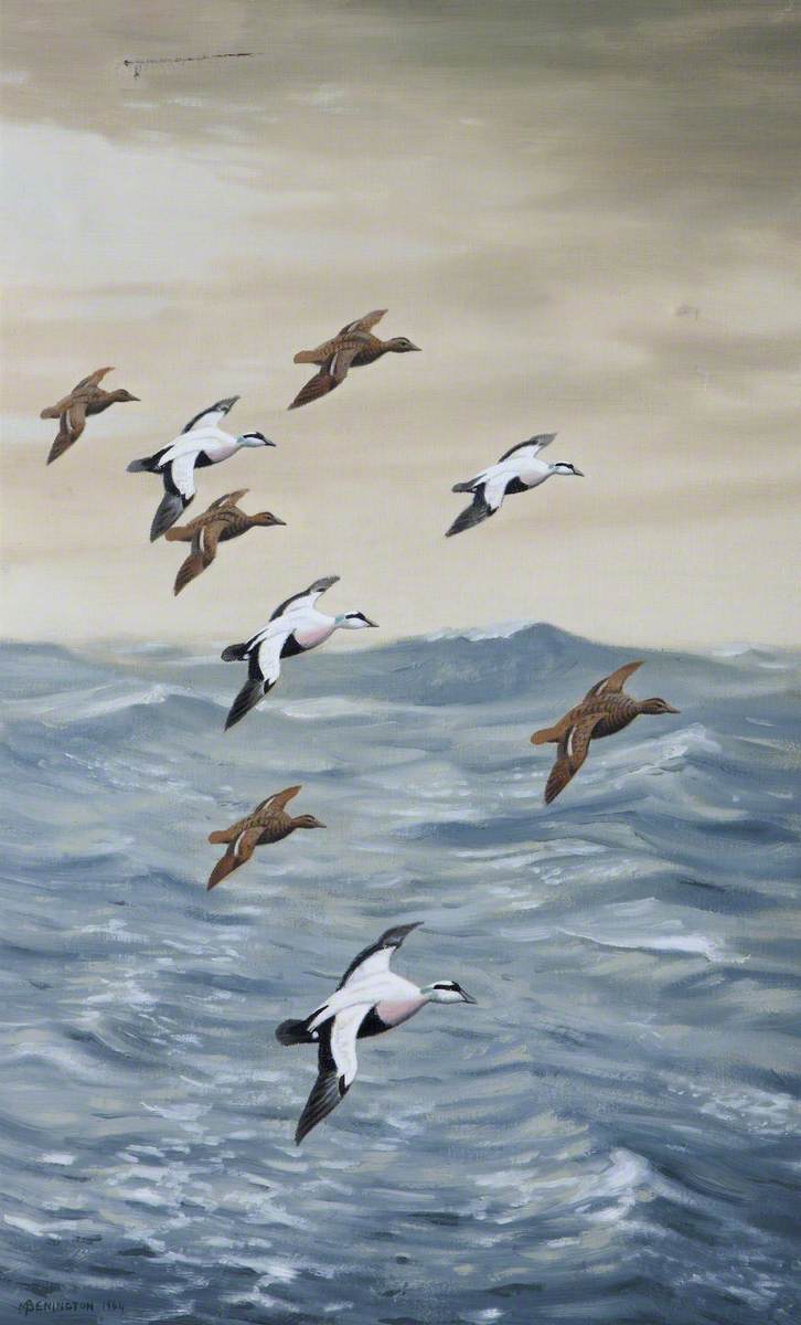 Eiders at Sea