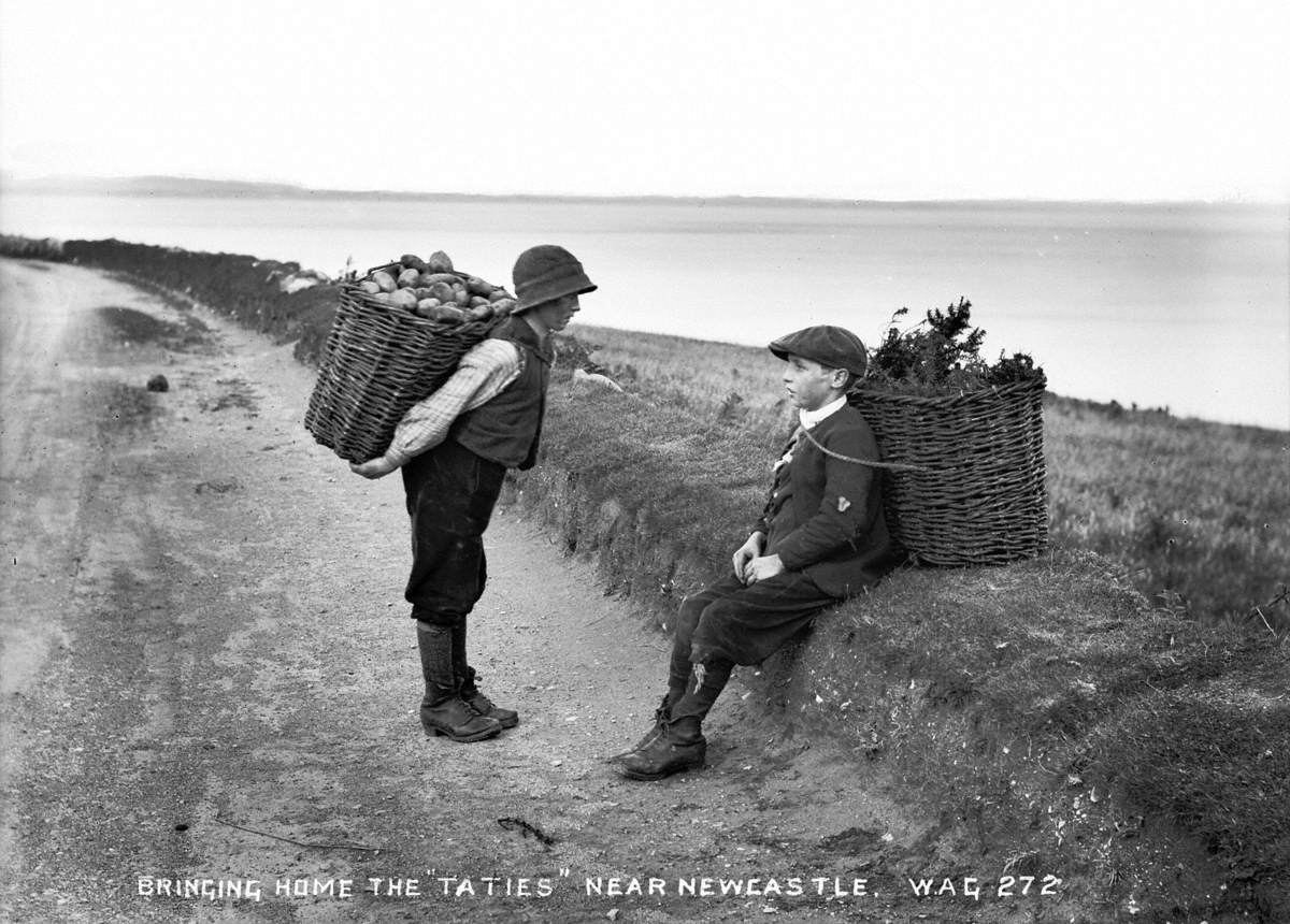 Bringing Home the 'Tatties' near Newcastle