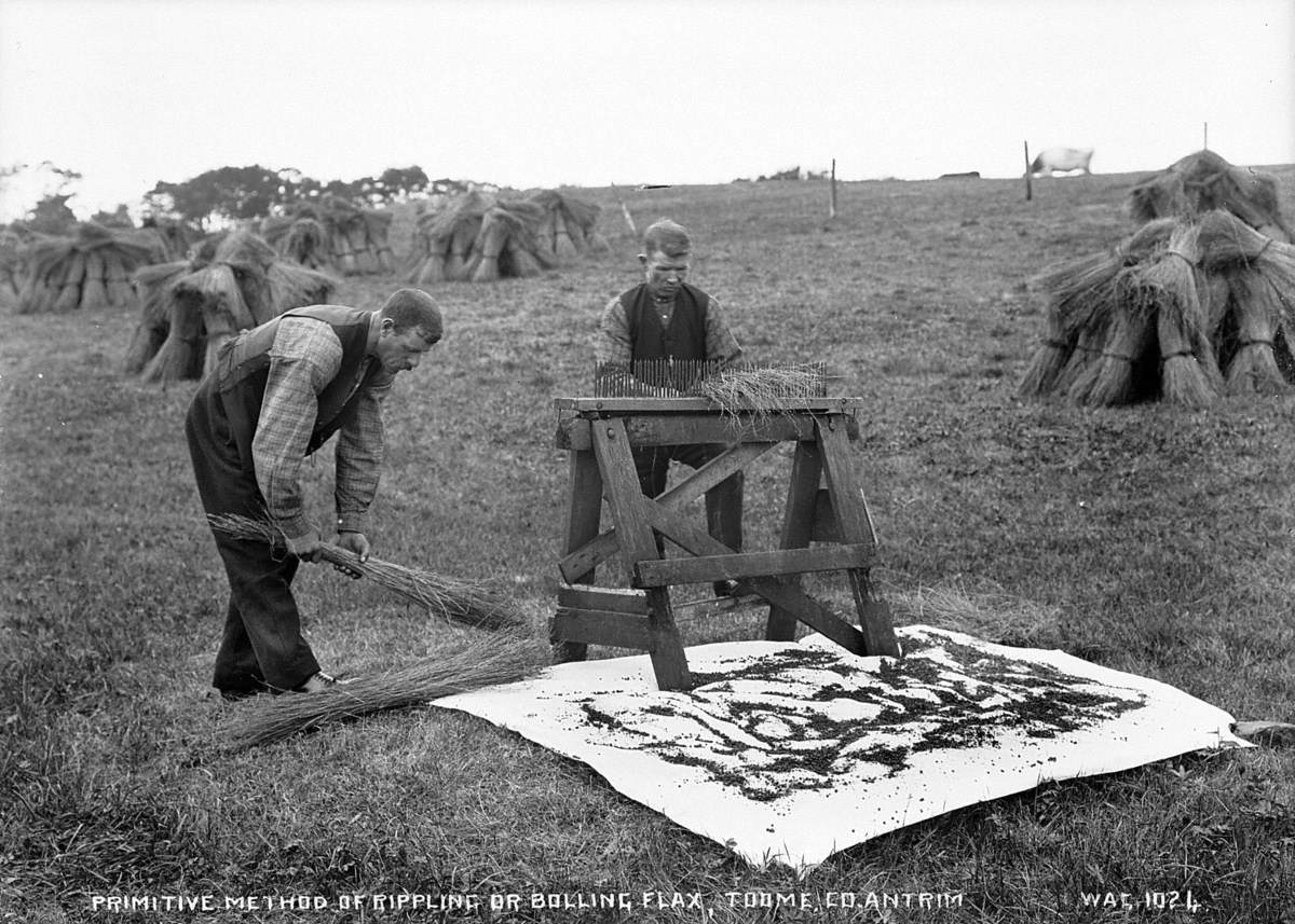 Primitive Method of Rippling or Bolling Flax, Toome, Co. Antrim