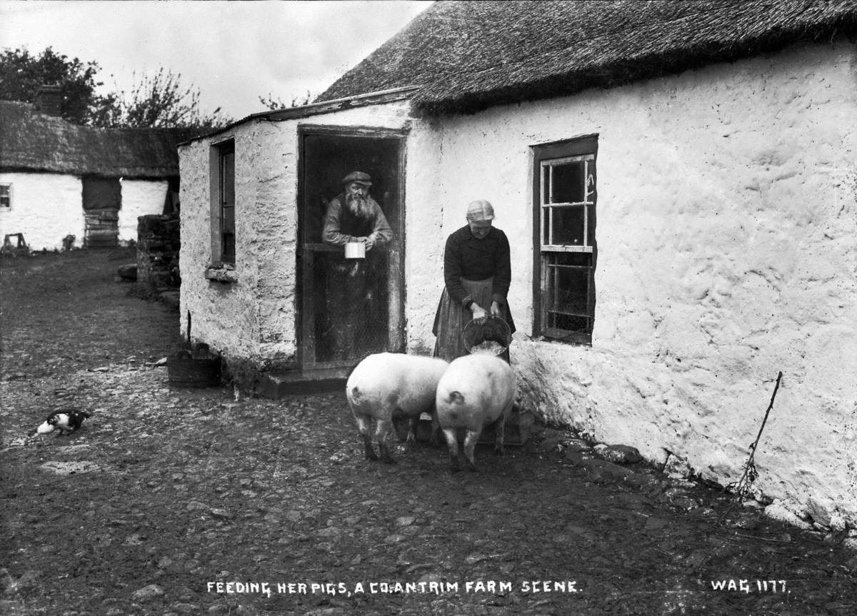 Feeding Her Pigs, a Co. Antrim Farm Scene