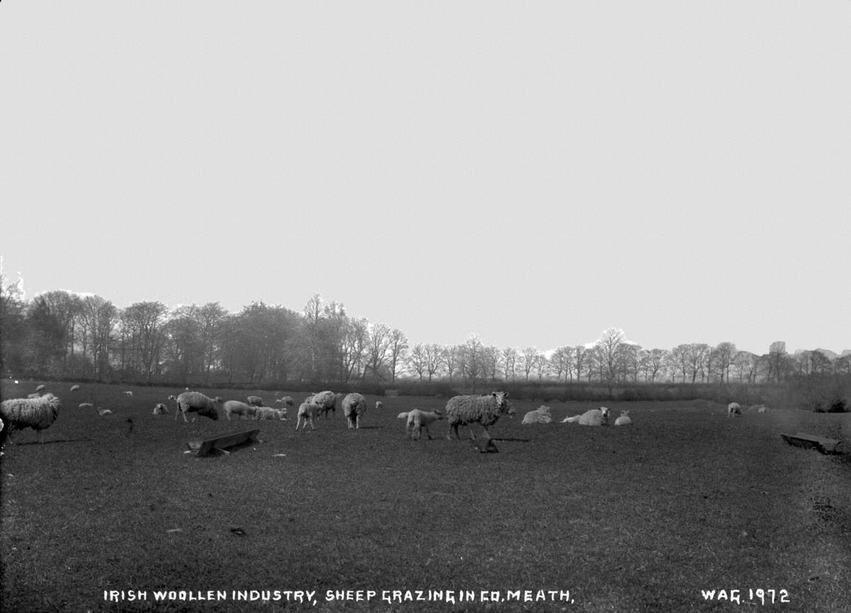 Irish Woollen Industry, Sheep Grazing in Co. Meath