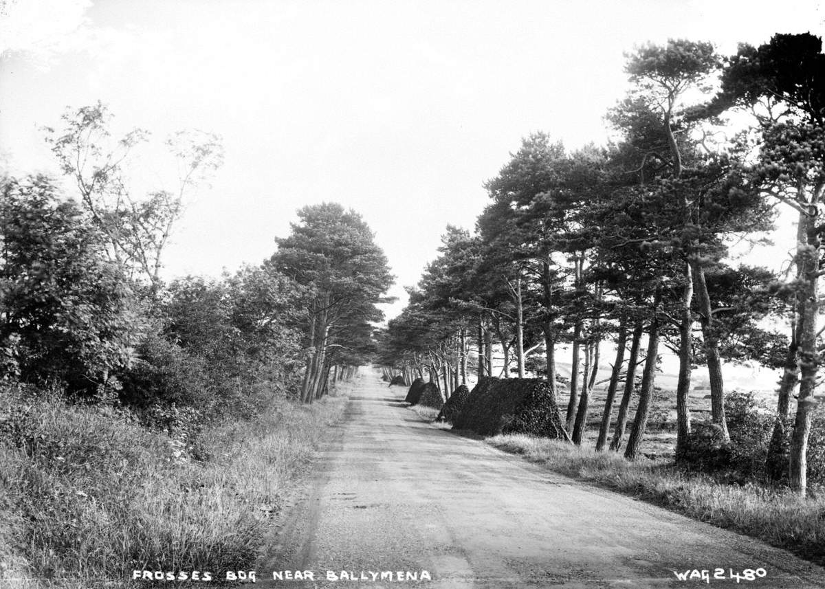 Frosses Bog near Ballymena