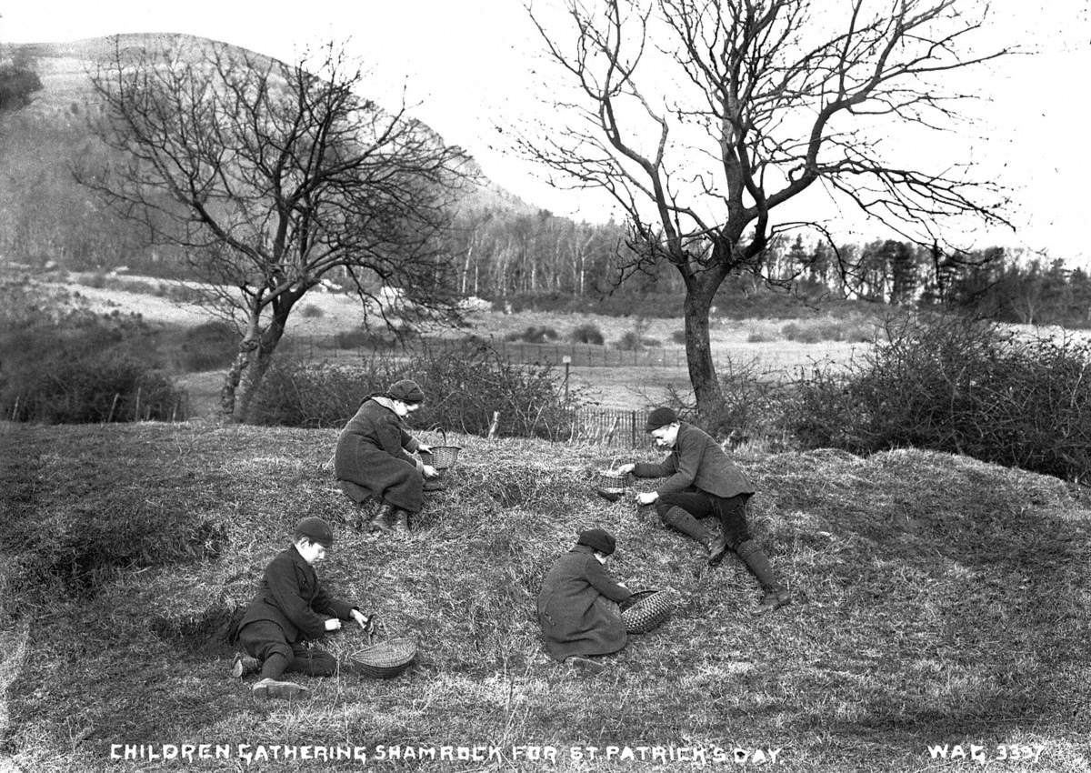 Children Gathering Shamrock For St Patrick's Day 