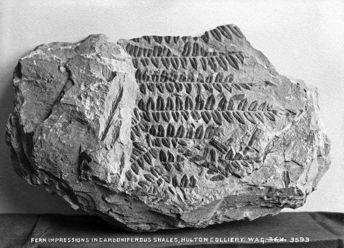 Fern Impressions in Carboniferous Shales, Hutton Colliery