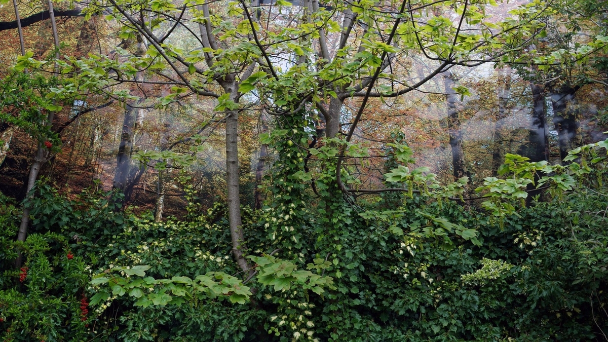 Peaceline Pasture (from the Peacelines Series IV)