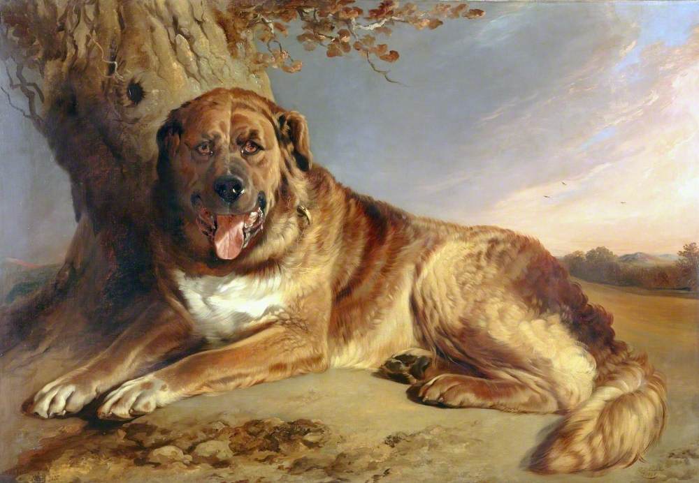 A Mastiff