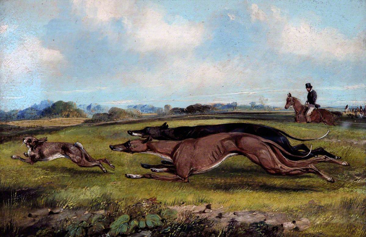 Two Greyhounds Coursing a Hare