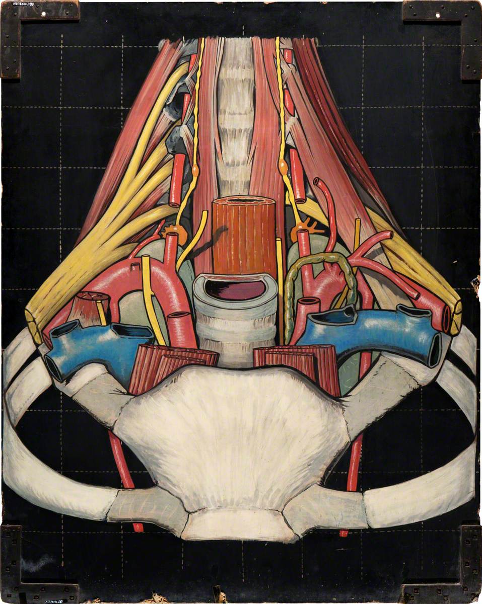 Illustration of the Insides of a Human Body