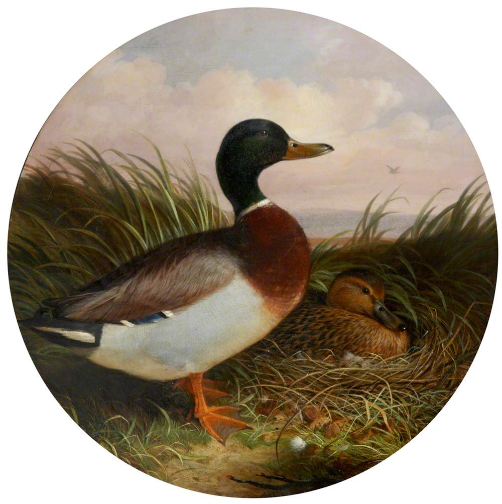 Duck and Drake in Reeds