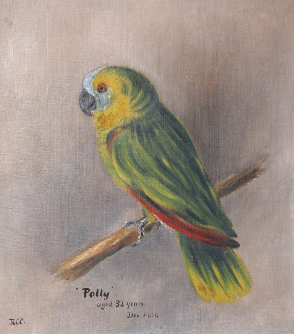 Miss Chichester's Parrot, 'Polly', Aged 32