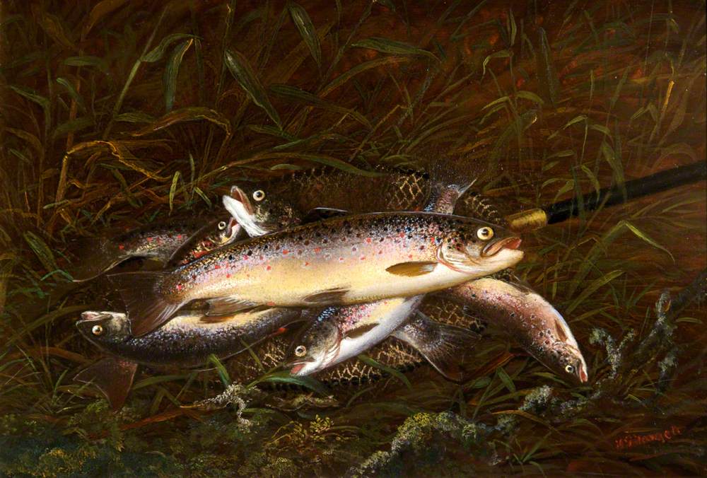 Dead Trout