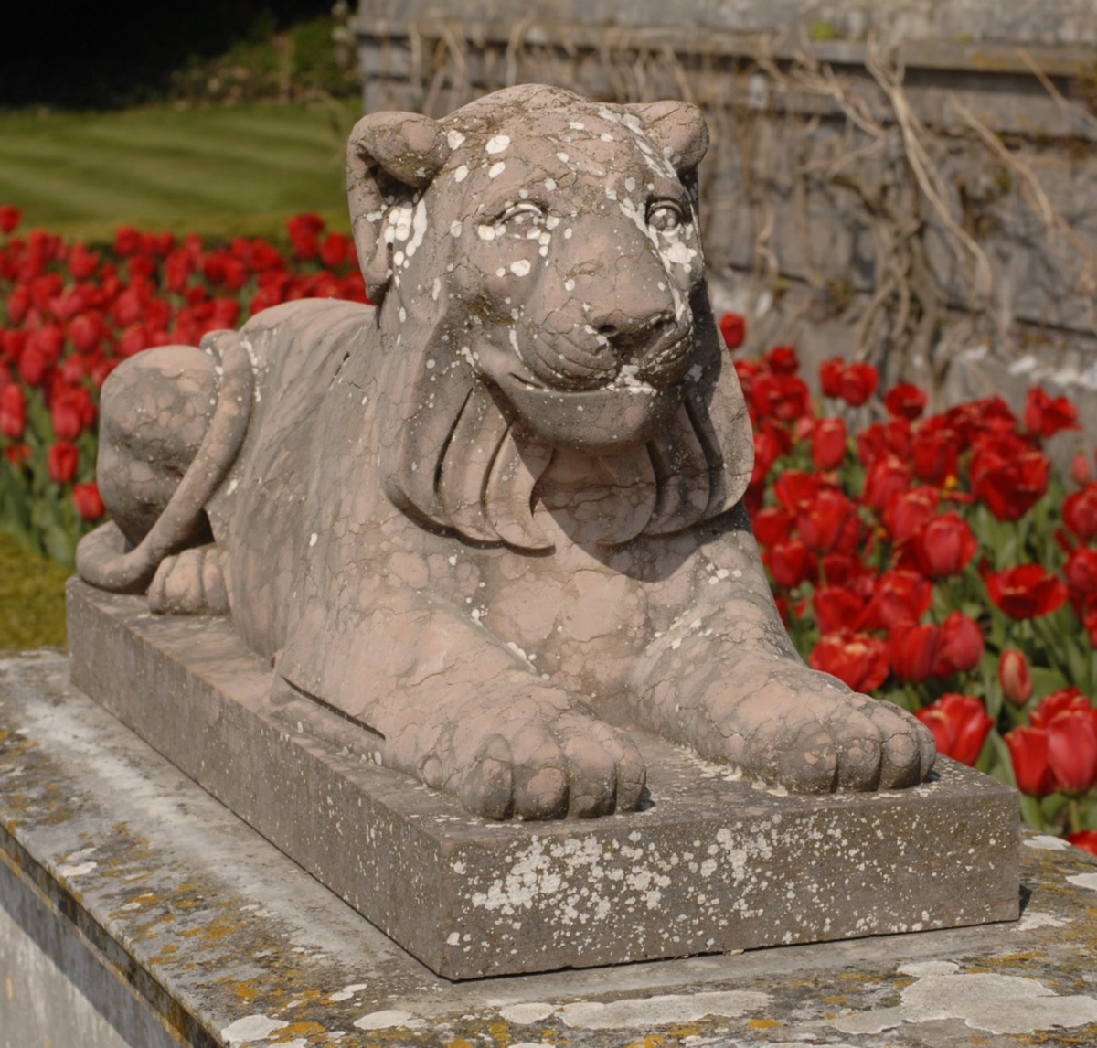 Recumbent Lion