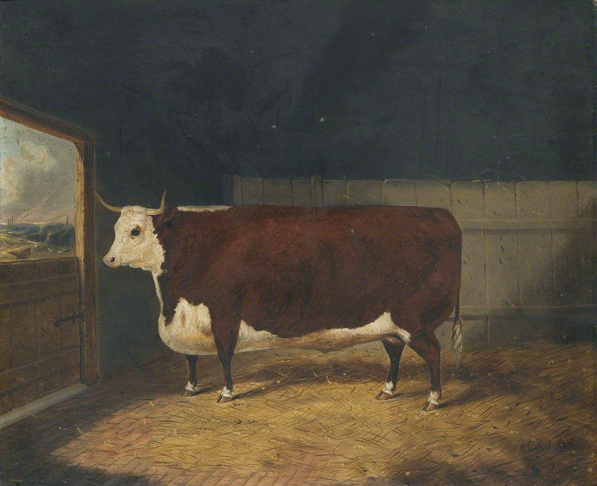 A Prize Cow in a Barn