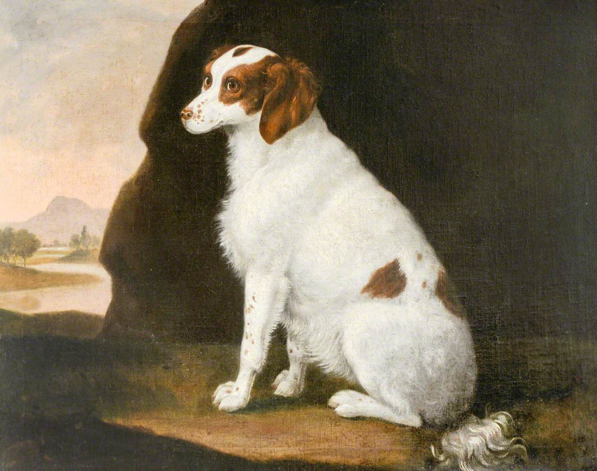 A White and Brown Spaniel