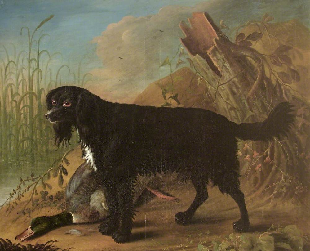 A Black Spaniel