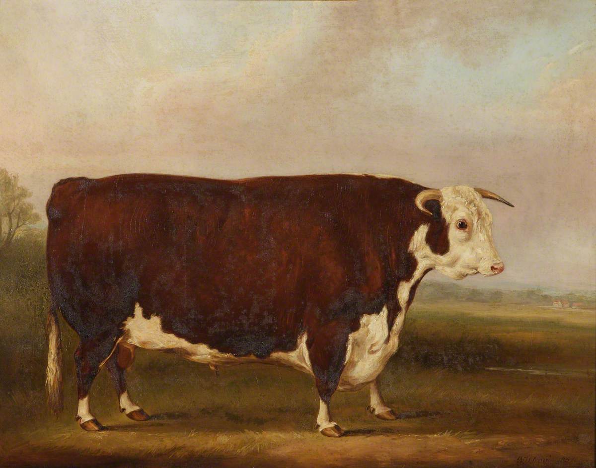 Hereford Bull