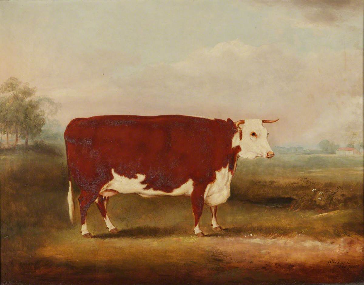 Hereford Cow