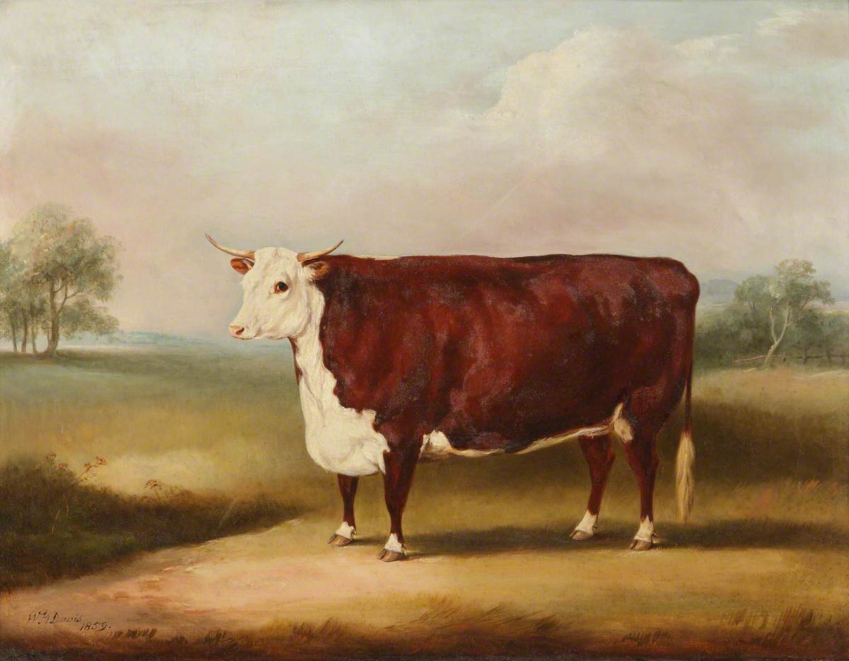 Hereford Cow | Art UK