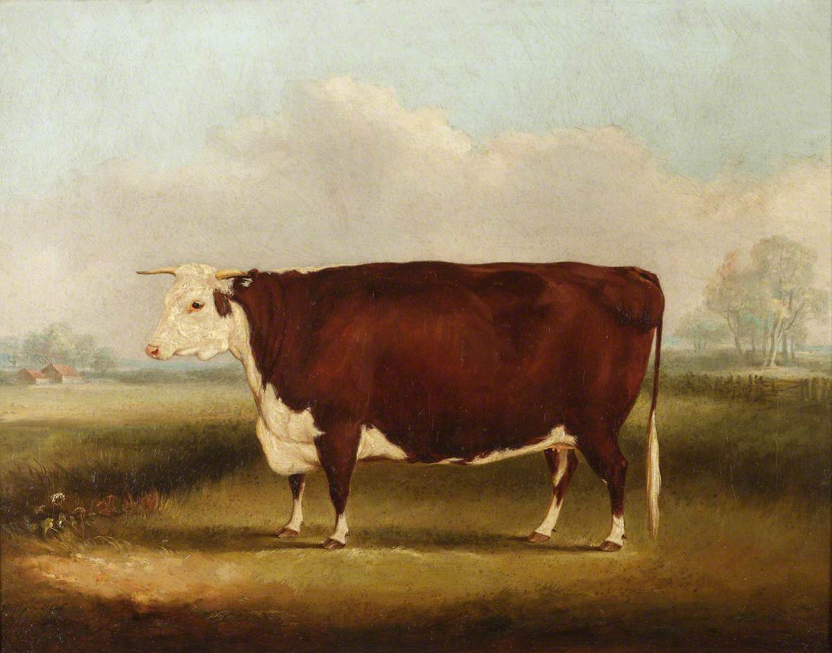 Hereford Bull by William Henry Davis