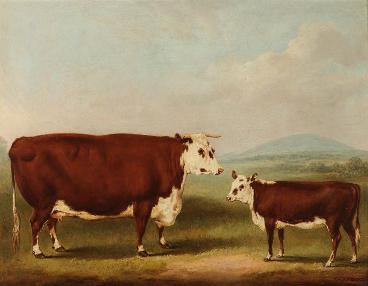 Prize Cow and Calf