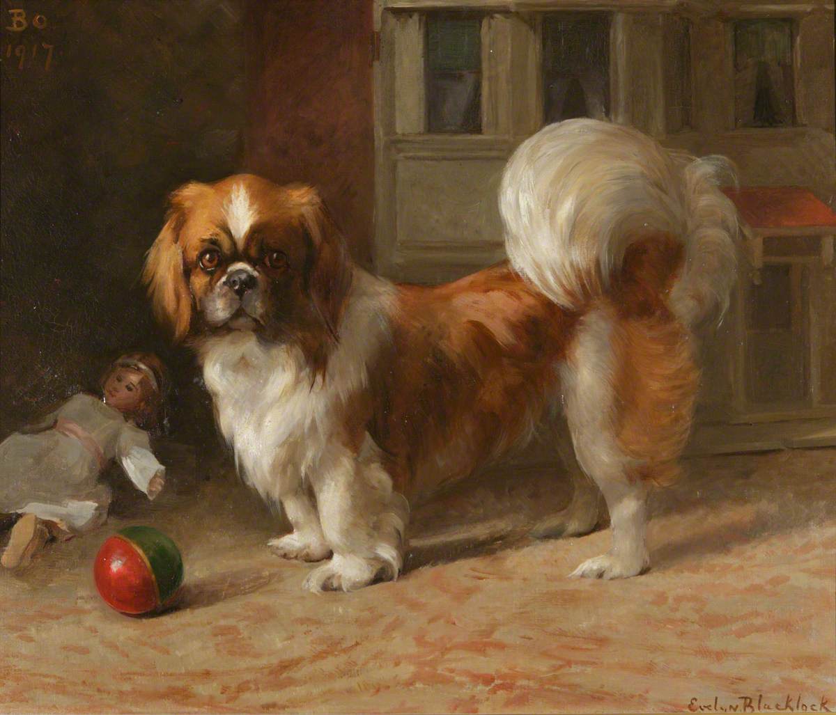 'Bo', a Pekingese Dog